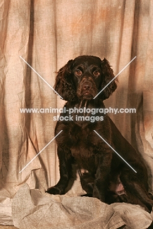 Boykin Spaniel on fabric