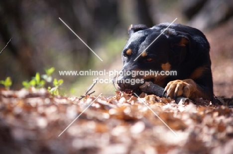 black and tan dog chewing on a stick