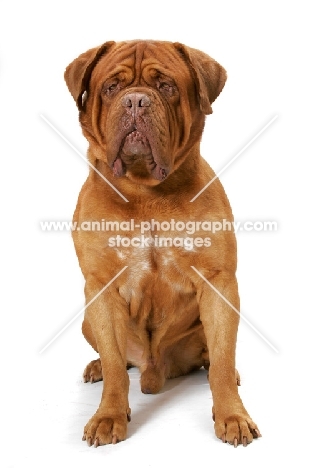 International Champion Dogue de Bordeaux (Grand Rouge Luccianob by Red Rhino) sitting down