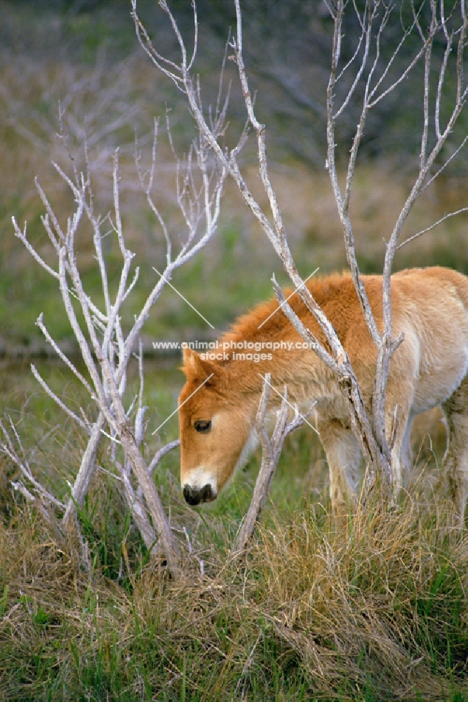 Chincoteague foal on assateague island framed in branches
