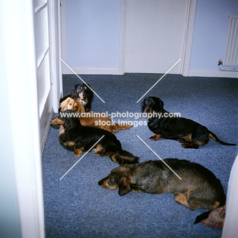 dachshunds waiting at the door for owners' return