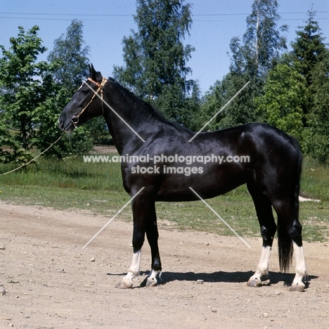 russian trotter at ypaga, finland