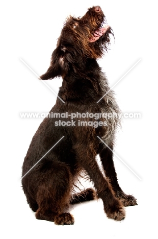 German Wirehaired Pointer looking up, sitting isolated on a white background