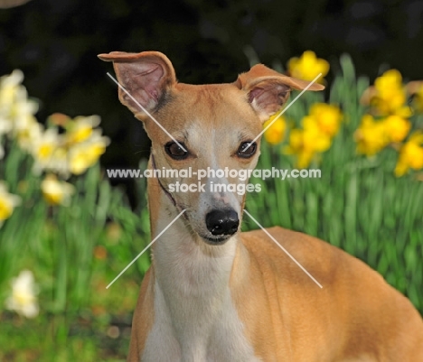 Whippet portrait