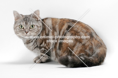 American Shorthair cat, Silver Classic Torbie colour, crouching
