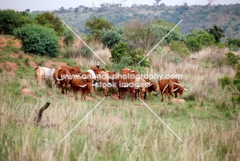 herd of Afrikaner cattle