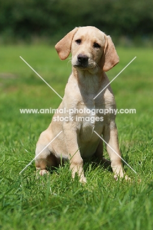 Labrador Retriever puppy sitting on grass