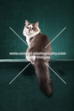 Siberian cat, back view