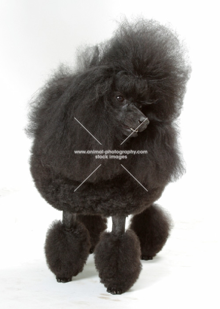 Australian Champion Toy Poodle on white background