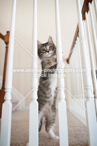 maine coon kitten standing with paws wrapped around banister