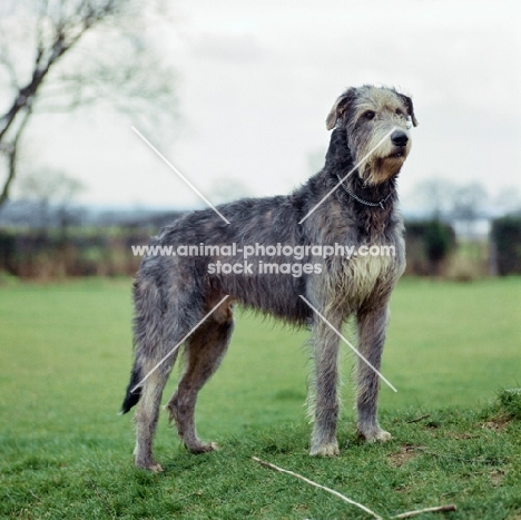 champion irish wolfhound standing proudly