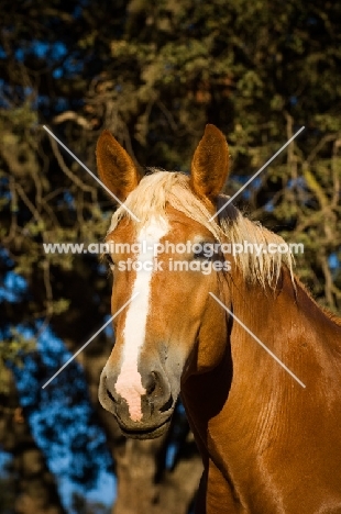 Belgian Draft horse