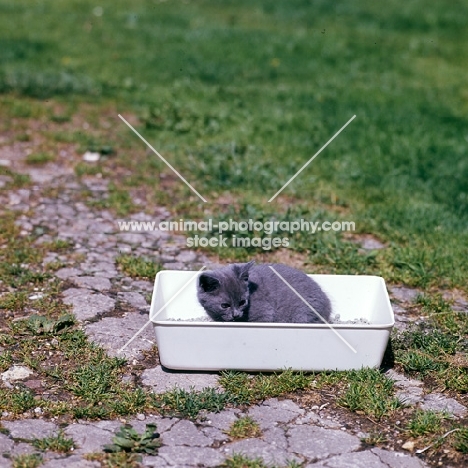 british blue kitten in litter tray