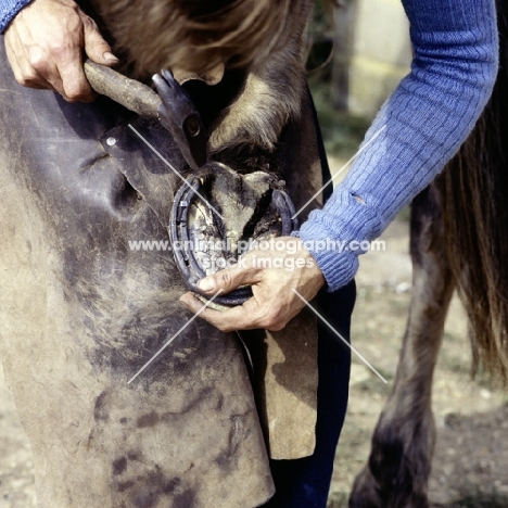 farrier nailing shoe onto horse's hoof