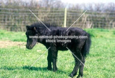 shetland foal