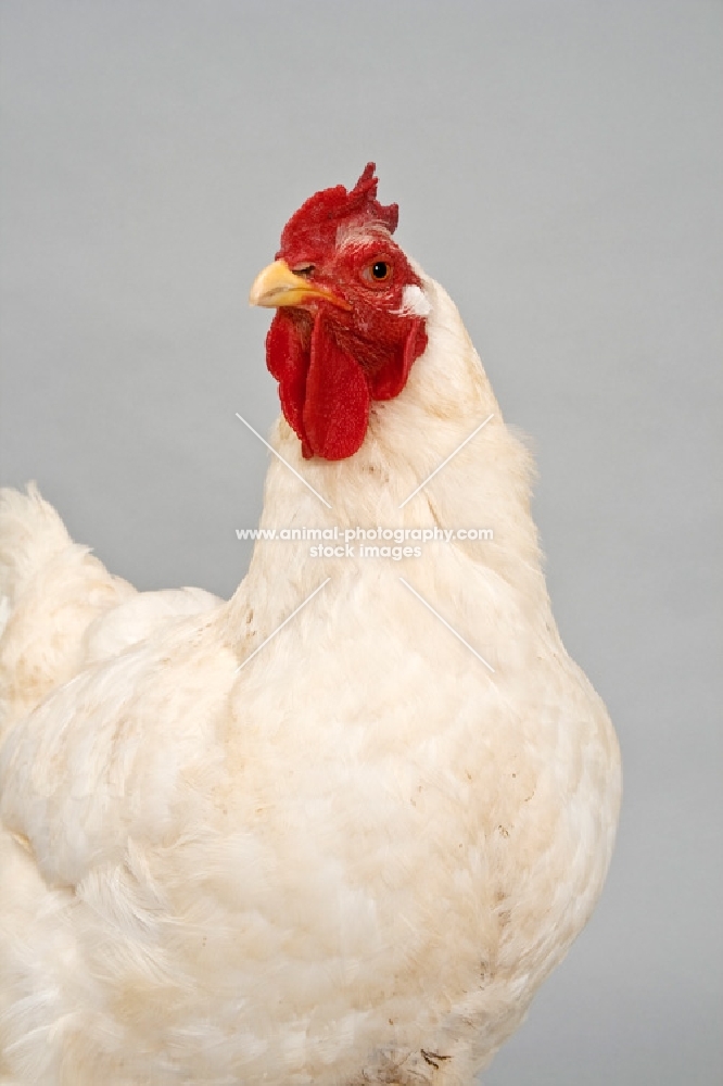 White Rock Hen head shot