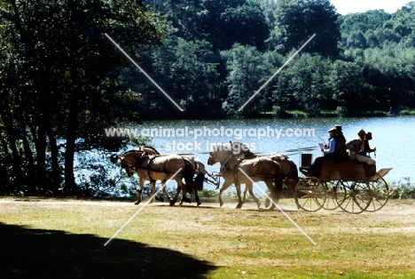 four fjord ponies, driven, at windsor