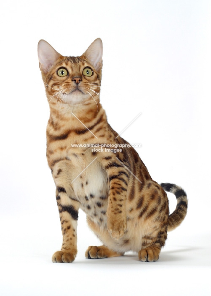 Brown Spotted Tabby Bengal sitting on white background