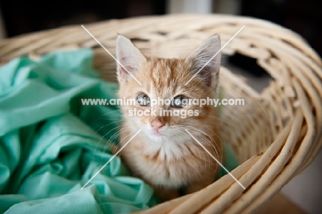 orange tabby kitten sitting in basket
