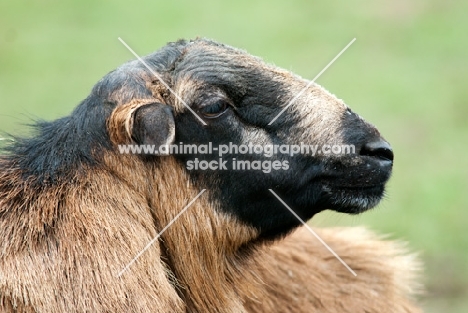 barbados blackbelly ram looking ahead