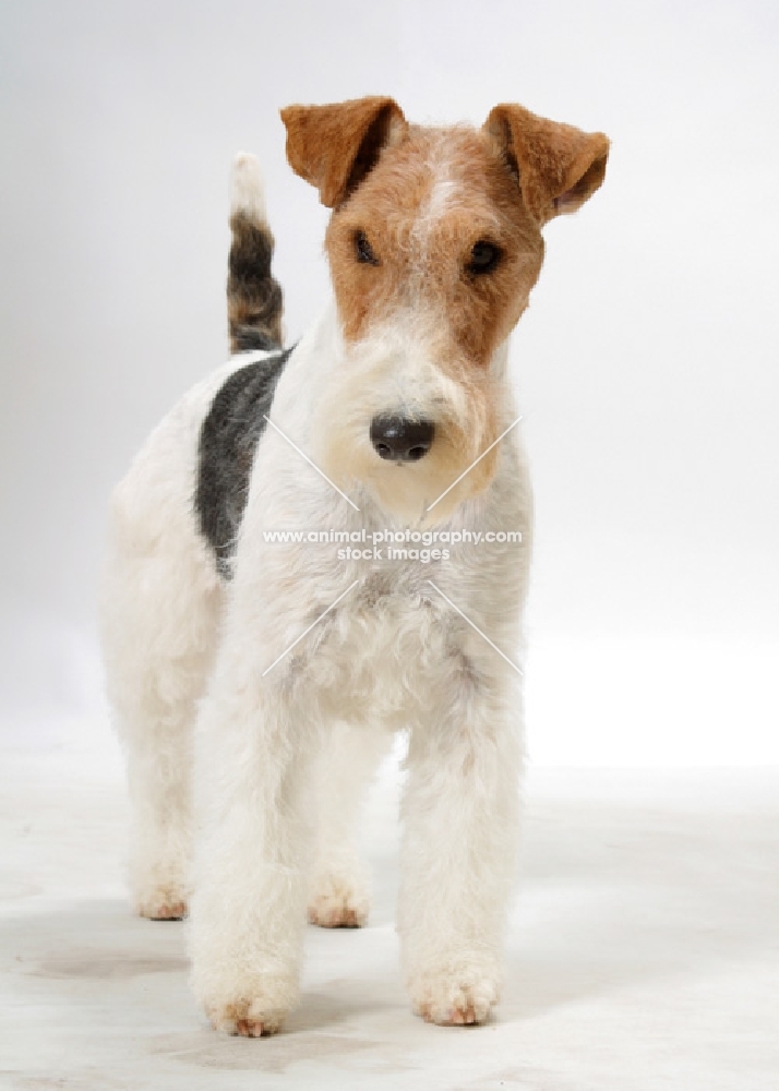 Australian Champion, Fox Terrier Wirehaired