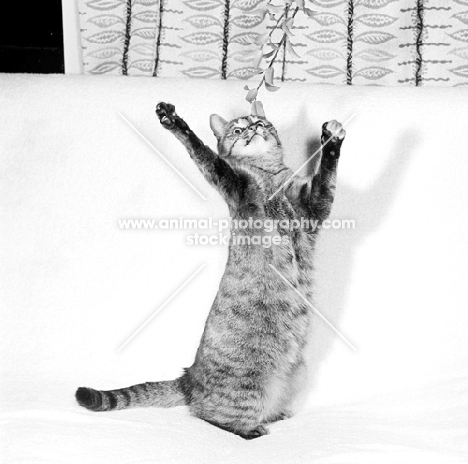 film star cat at home stretching to catch mistletoe