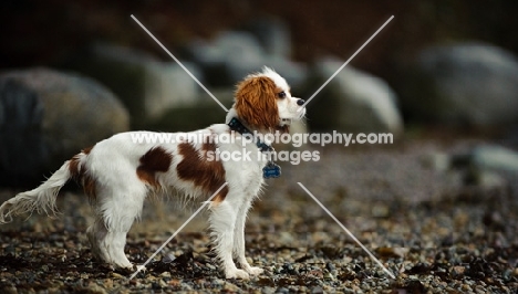 Cavalier King Charles Spaniel standing on shore with rocks as the background.
