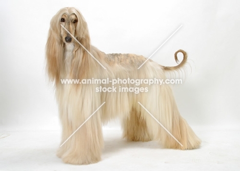 Australian Champion Afghan Hound, standing on white background