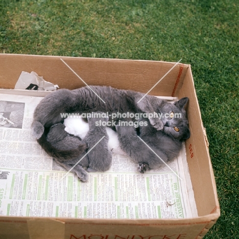 british blue cat with litter of blue kittens and one white foster kitten suckling