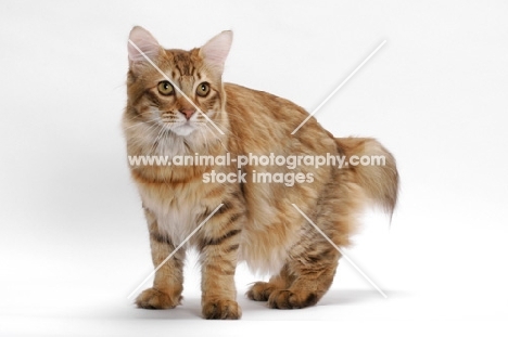 American Bobtail, Chocolate Spotted Tabby, standing