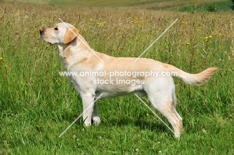cream Labrador Retriever posed
