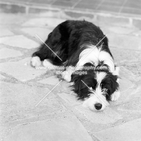 cross bred dog lying on paving looking up