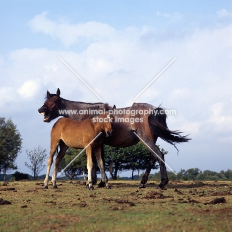 thin new forest mare yawning with her foal in the new forest