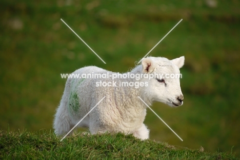 Texel cross lamb