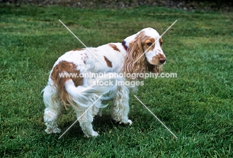 tilly, undocked english cocker spaniel wagging her tail