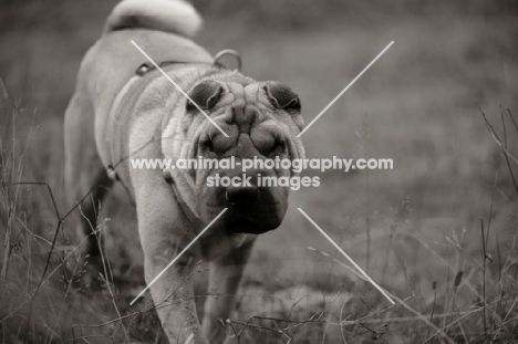 fawn shar pei walking