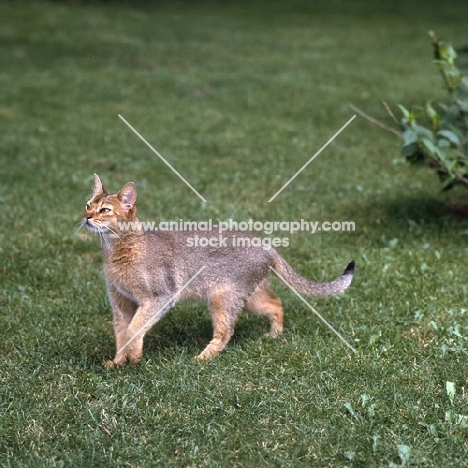 abyssinian cat from canada walking on grass