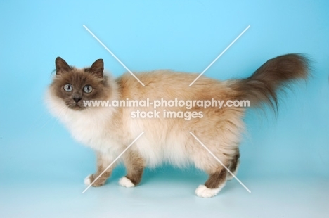 blue point birman cat side view