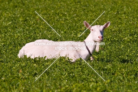 Saanen goat in Switzerland