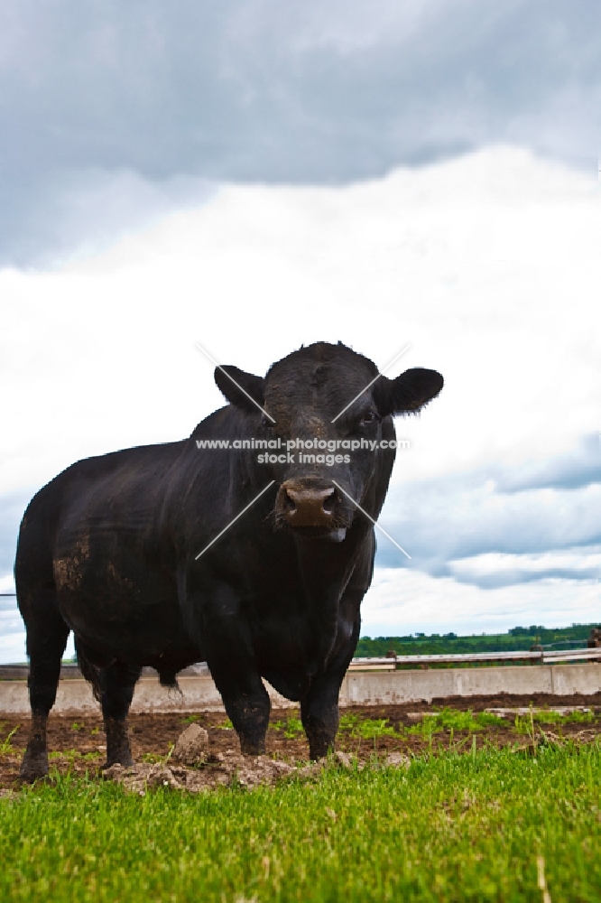 Black Angus Bull Standing in a field looking slightly away.