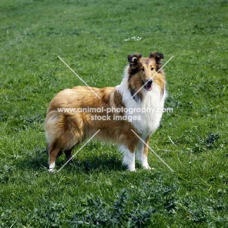 rough collie,  glenmist lovely romance standing on grass