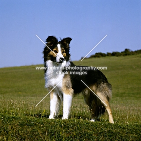 border collie, show dog, standing on hillside