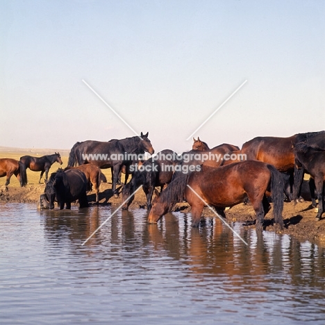Kabardines taboon of mares and foals with one stallion and one gelding drinking at pond in Caucasus mountains