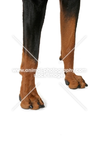 Dobermann legs