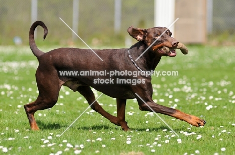 Dobermann dog retrieving