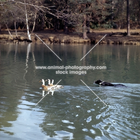 border collie, queen, swimming herding ducks on a lake