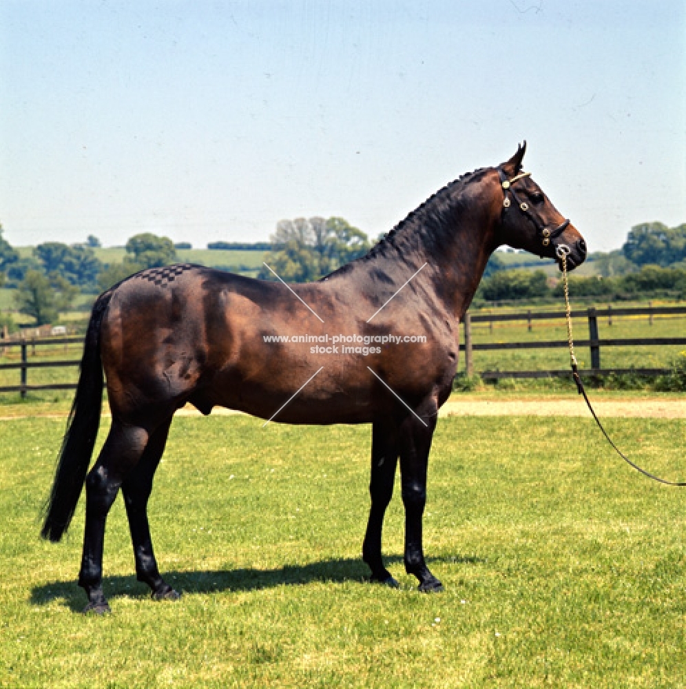 Dolichos, Anglo Arab UK full body 