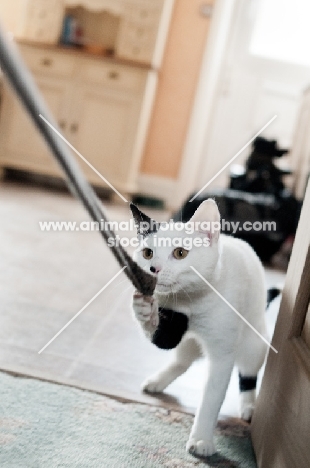 Household pet playing with rope