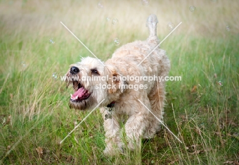Wheaten Terrier playing with bubbles in long grass