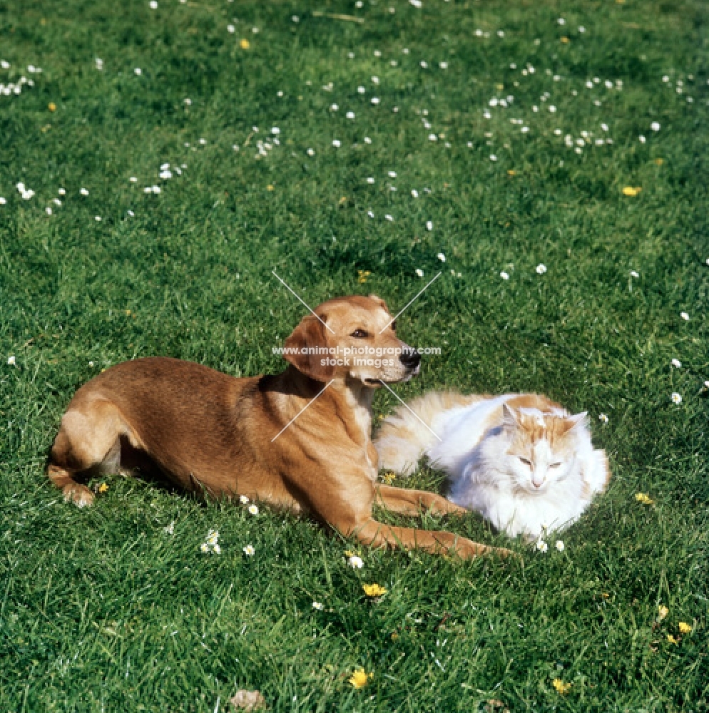 lurcher with his cat friend